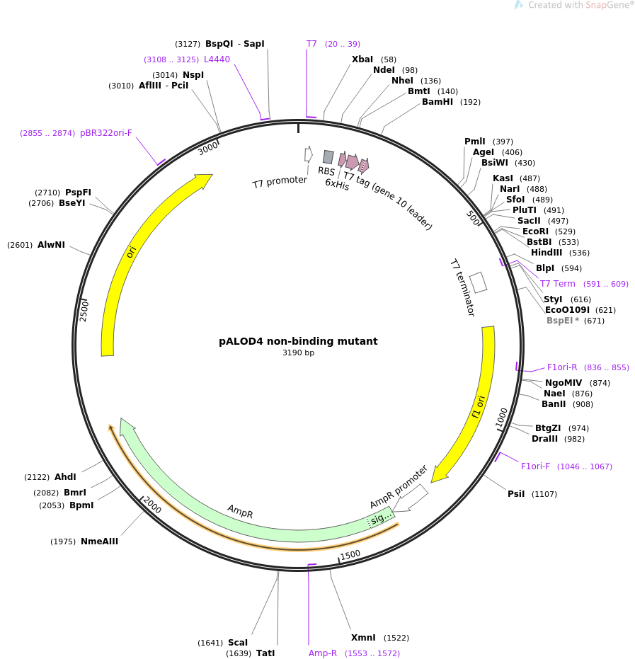 pALOD4 non-binding mutant质粒图谱